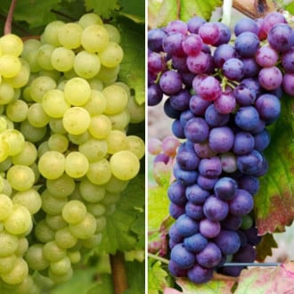 Neitikėtinas pasiūlymas! Ivairių vynuogių rinkinys, 2 sodinukai rinkinys interface.image 6