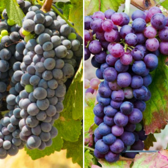 Neitikėtinas pasiūlymas! Rožinio vyno vynuogių rinkinys, 2 sodinukai rinkinys interface.image 3