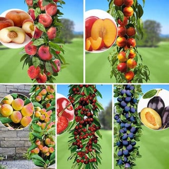 Neįtikėtinas pasiūlymas! Vasaros vaisių rinkinys, 5 sodinukų rinkinys interface.image 3