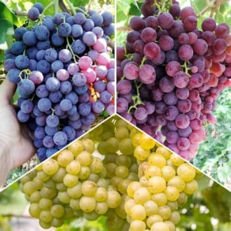 Neįtikėtinas pasiūlymas! Vynuogių be kauliukų rinkinys, 3 sodinukų rinkinys interface.image 4