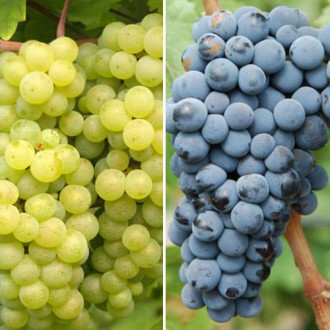 Neįtikėtinas pasiūlymas! Vynuogių Maxi rinkinys, 2 sodinukų rinkinys interface.image 1