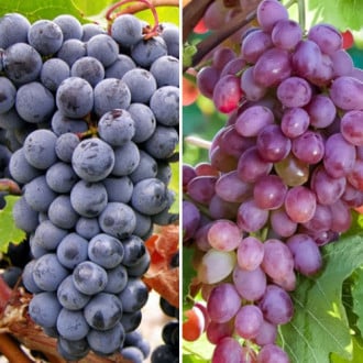 Neįtikėtinas pasiūlymas! Vynuogių rinkinys itin atsparus šalčiui, rinkinyje 2 sodinukai interface.image 3