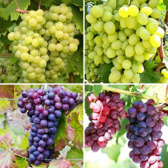 Neįtikėtinas pasiūlymas! Vynuogių rinkinys Vynuogių šerbetas, 4 sodinukų rinkinys interface.image 2