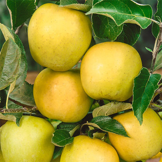 Obelis Golden Reinders, C2 interface.image 1