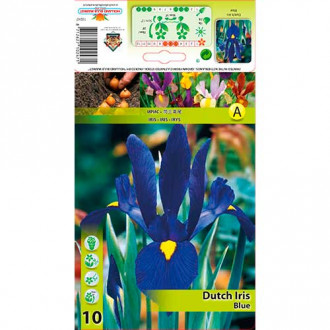 Olandiškasis Irisas (Iris) Blue interface.image 4