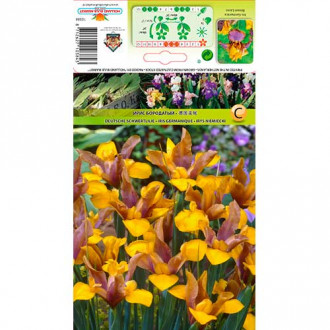 Olandiškasis Irisas (Iris) Bronze/Purple interface.image 4