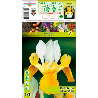 Olandiškasis Irisas (Iris) Yellow/White interface.image 4