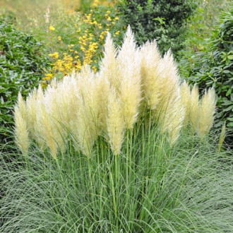Pampų žolė Cortaderia Pumila, P9 interface.image 6