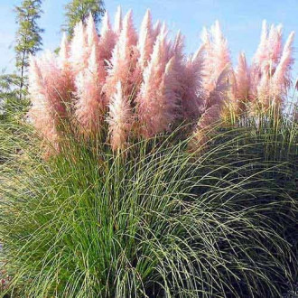Pampų žolė Cortaderia Rosea, P9 interface.image 4