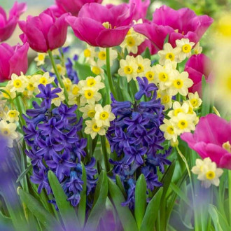 Puikus pasiūlymas! Aistros tulpė, Minnow Narcissus, Maria Hyacinth, 20 svogūnėlių rinkinys interface.image 5