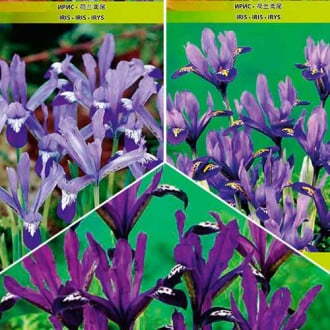Puikus pasiūlymas! Irisai tinkliniai, spalvų mišinys interface.image 5