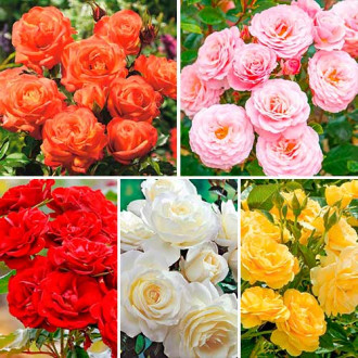 Puikus pasiūlymas! Krūminės rožės Magic of color, 5 sodinukų rinkinys interface.image 1