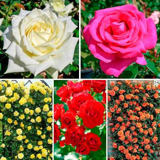 Puikus pasiūlymas! Rožių rinkinys Gėlių simfonija, 5 sodinukų rinkinys interface.image 4