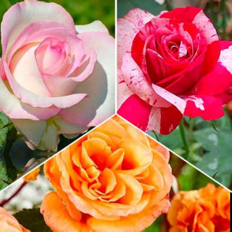 Puikus pasiūlymas! Stambiažiedės rožės, 3 sodinukų rinkinys interface.image 1