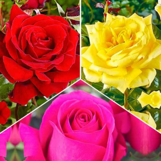 Puikus pasiūlymas! Stambiažiedės rožės Tricolor, 3 sodinukų rinkinys interface.image 2