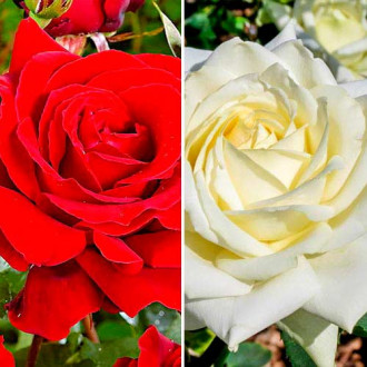 Puikus pasiūlymas! Stambiažiedės rožės Black & White, 2 sodinukų rinkinys interface.image 6