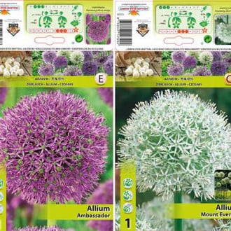 Puikus pasiūlymas! Svogūnai dekoravimui (Allium), 2 veislių rinkinys interface.image 2