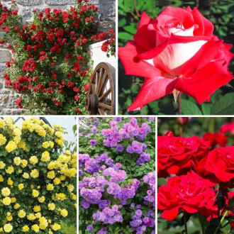 Puikus pasiūlymas! Vijoklinės rožės Top Garden, 5 sodinukų rinkinys interface.image 5
