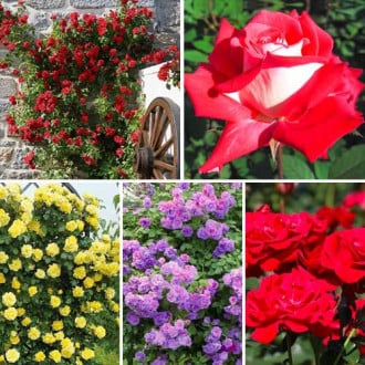 Puikus pasiūlymas! Vijoklinės rožės Top Garden, 5 sodinukų rinkinys interface.image 6