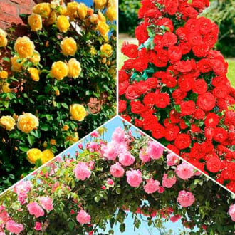 Puikus pasiūlymas! Vijoklinės rožės Tricolor, 3 sodinukų rinkinys interface.image 6