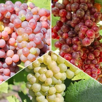 Puikus pasiūlymas! Vynuogės Prestige, 3 sodinukų rinkinys interface.image 4