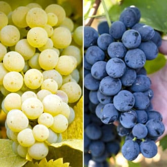 Puikus pasiūlymas! Vynuogių rinkinys itin atsparus šalčiui, 2 sodinukų rinkinys interface.image 4