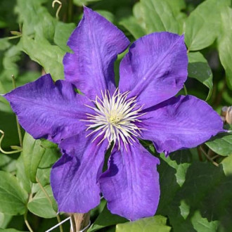 Raganė Clematis Lady Betty Balfour interface.image 5