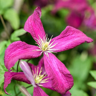 Raganė Clematis Rubra interface.image 1