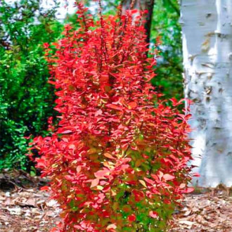 Raugerškis Orange Rocket interface.image 9