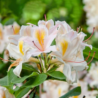 Rhododendron Arima, С2 interface.image 5
