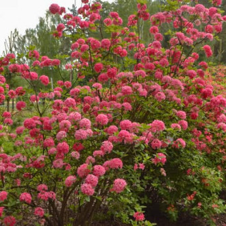 Rhododendron Homebush, С2 interface.image 6