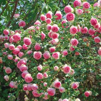 Vijoklinė rožė Eden Rose interface.image 2