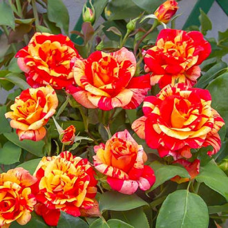Vijoklinė rožė Flash® interface.image 4