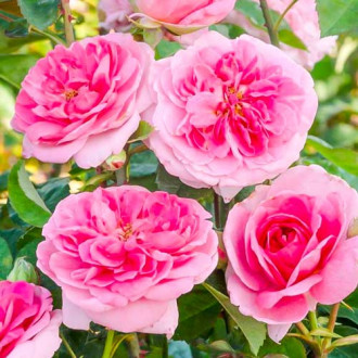 Vijoklinė rožė Gertrude Jekyll® interface.image 2