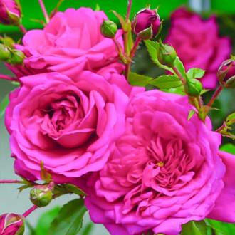 Vijoklinė rožė Laguna® interface.image 1