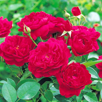 Vijoklinė rožė Monferrato® interface.image 4