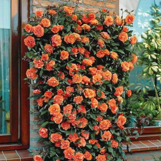 Vijoklinė rožė Orange interface.image 2