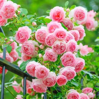 Vijoklinė rožė Pink Cloud interface.image 1