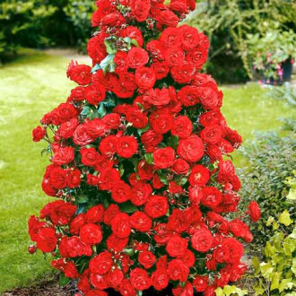 Vijoklinė rožė Red interface.image 1