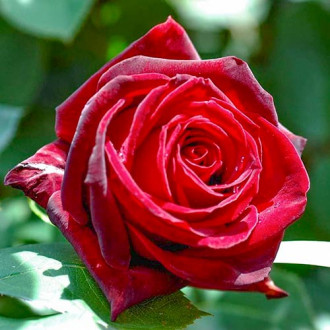 Stambiažiedė rožė Cygne Noir interface.image 5