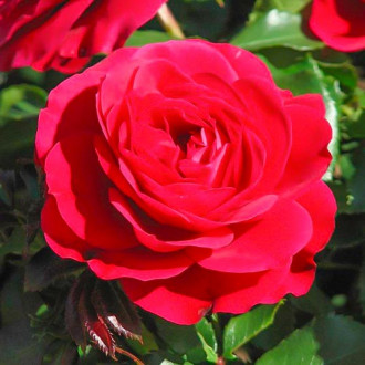 Stambiažiedė rožė Monna Lisa interface.image 1