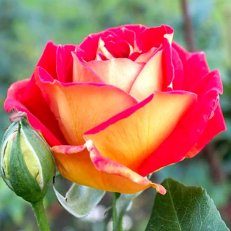 Stambiažiedė rožė Red & Yellow interface.image 3