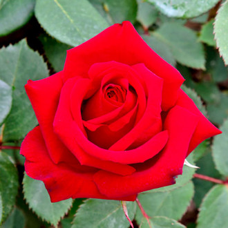 Stambiažiedė rožė Valentino® interface.image 2