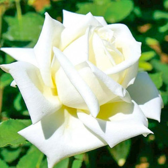 Stambiažiedė rožė Vanilla interface.image 2
