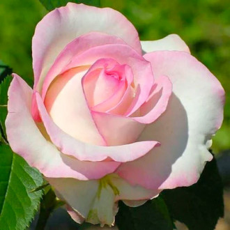 Stambiažiedė rožė White & Pink interface.image 4