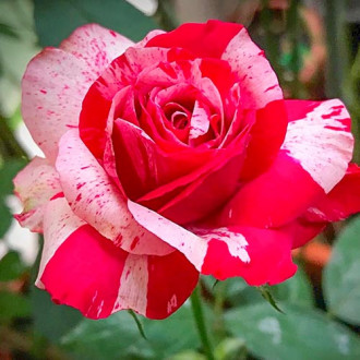 Stambiažiedė rožė White & Red interface.image 3