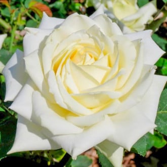 Stambiažiedė rožė White, С2 interface.image 5
