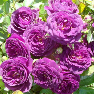 Krūminė rožė Blue & Violet interface.image 2