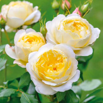 Krūminė rožė Floral Fashion interface.image 5