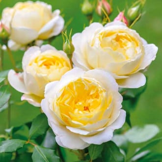 Krūminė rožė Floral Fashion interface.image 3